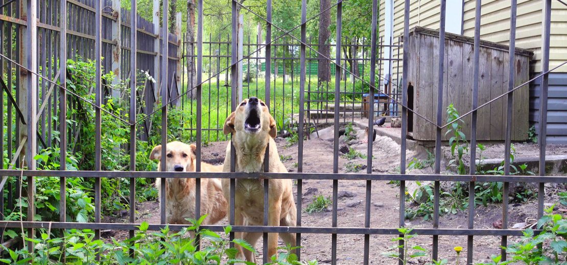 Hundegebell unterbinden