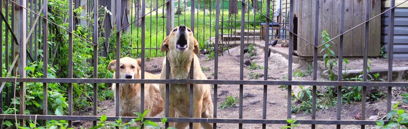 Hundegebell unterbinden