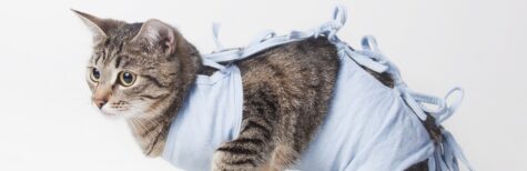 Kostenerstattung für privat veranlasste Kastration frei lebender Katzen?