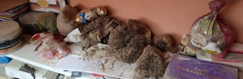 Verwahrloste Igel-Arche – Was die Ordnungsbehörde hätte tun müssen