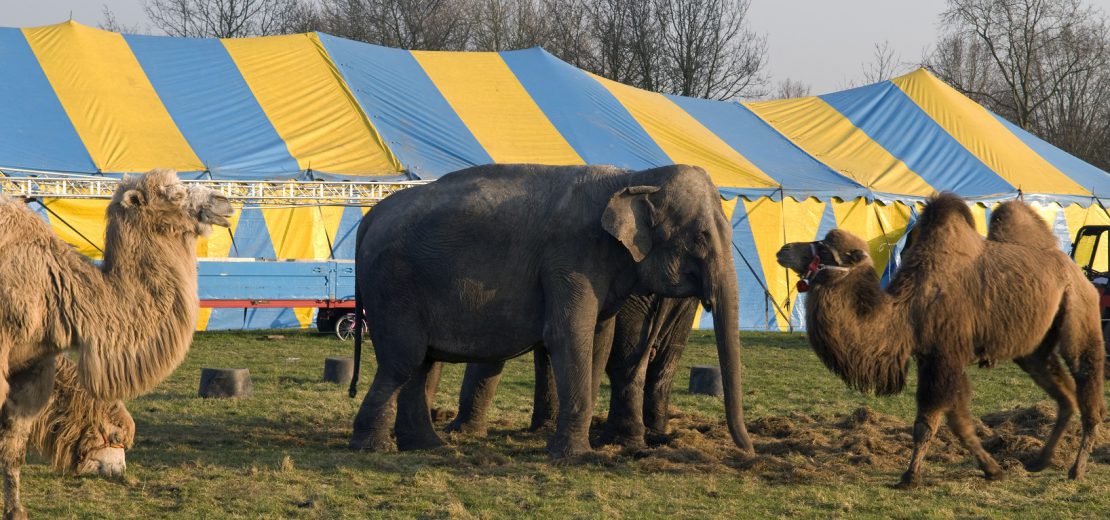 Wildtierverbot Zirkus