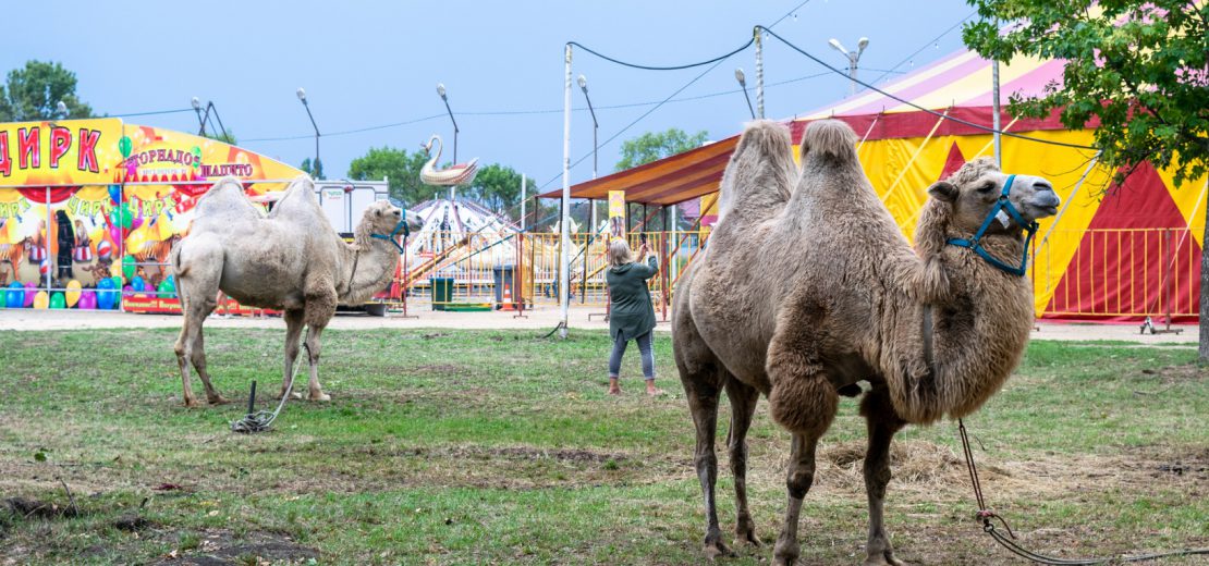 Wildtiere Zirkus Widmungszweck