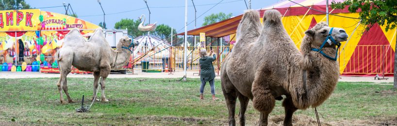 Wildtiere Zirkus Widmungszweck