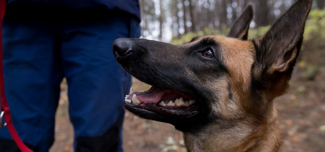 Ausbildung von Hunden
