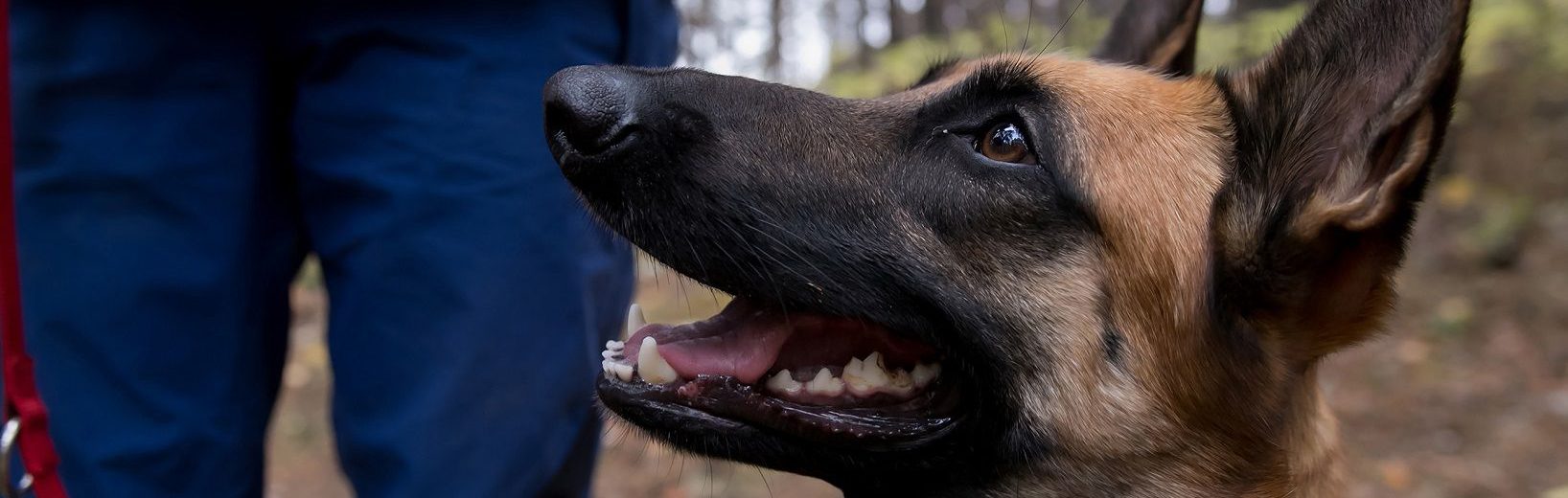 Ausbildung von Hunden