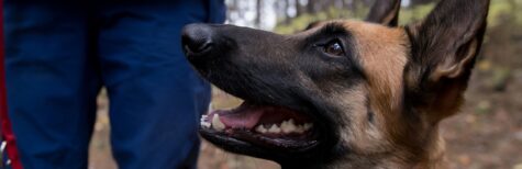 Ausbildung von Hunden unter Schmerzen ist unzulässig