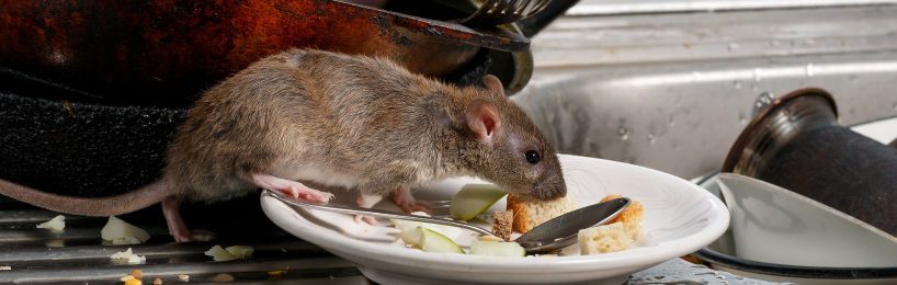 Hygienemängel Gaststätten Bäckereien Verbraucherinformation