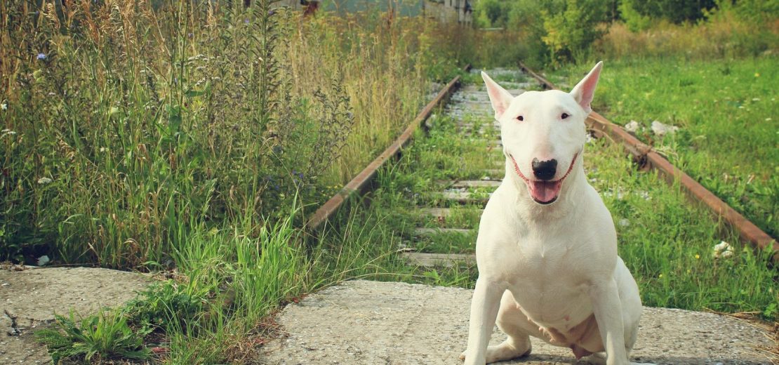 Miniatur-Bullterrier gefährlicher Hund