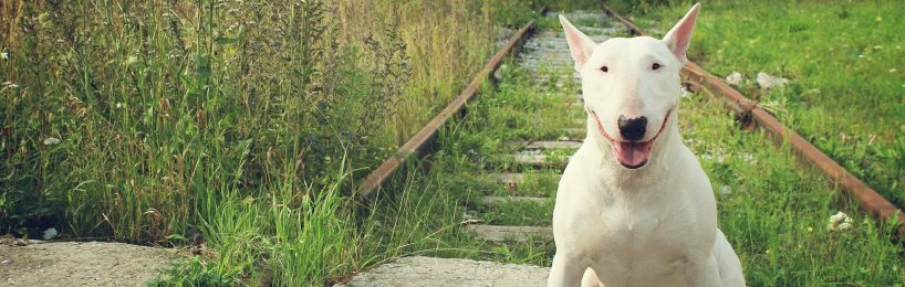 Miniatur-Bullterrier gefährlicher Hund