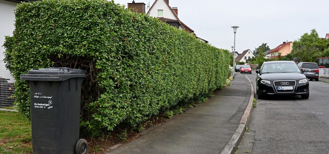 vorsorglicher Rückschnitt Hecke