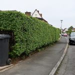 Kann der vorsorgliche Rückschnitt einer Hecke verlangt werden? vorsorglicher Rückschnitt Hecke