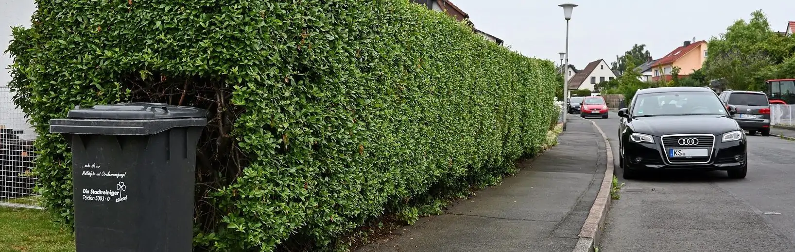 Kann vorsorglicher Rückschnitt einer Hecke verlangt werden? vorsorglicher Rückschnitt Hecke