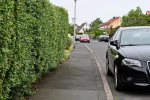 vorsorglicher Rückschnitt Hecke