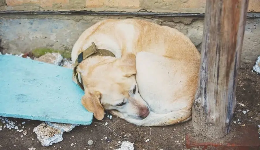 Kosten Unterbringung ausgesetzter Hund