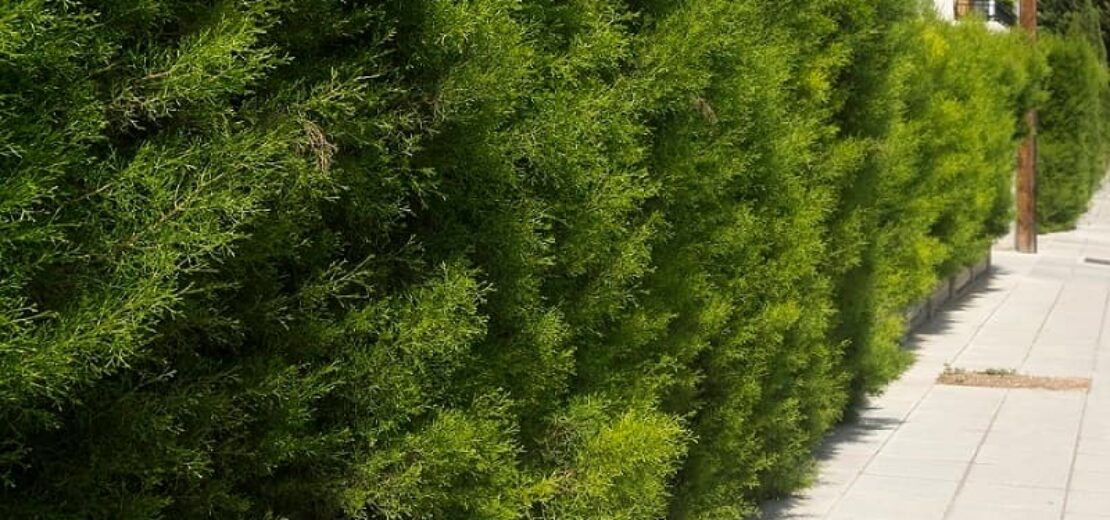 Hecke Sondernutzung