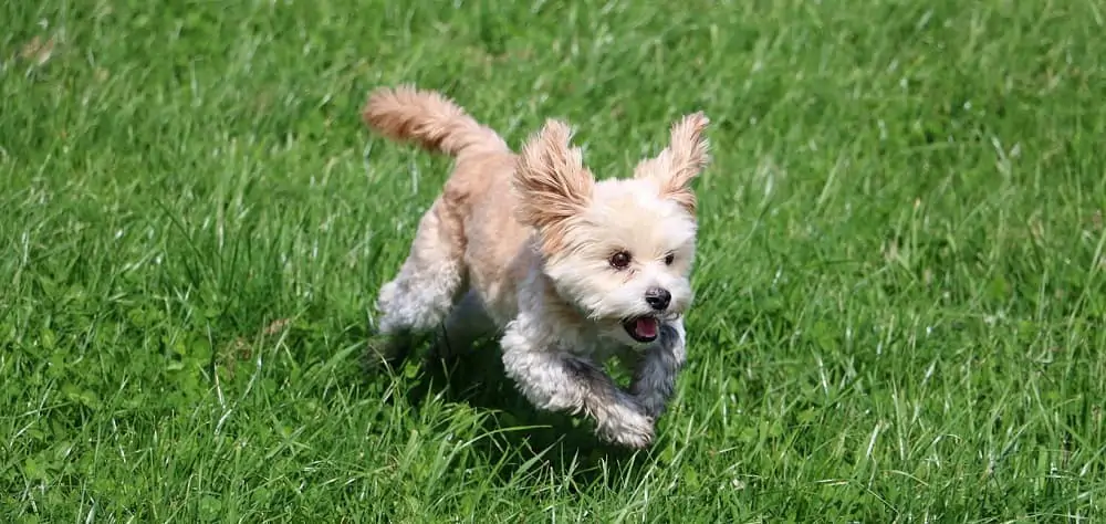 Maltesermischling nach Beißvorfall als gefährlicher Hund eingestuft Maltesermischling gefährlicher Hund