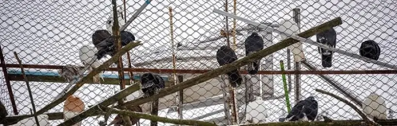 Taubenhaltung im allgemeinen Wohngebiet zulässig? Taubenhaltung