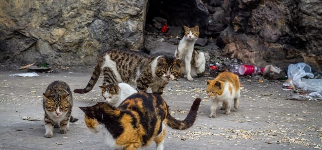 streunende Katzen