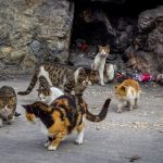 Gemeinden in Sachsen-Anhalt dürfen streunende Katzen kastrieren lassen streunende Katzen