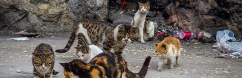 Gemeinden in Sachsen-Anhalt dürfen streunende Katzen kastrieren lassen
