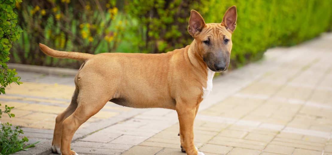 Mini-Bullterrier Standard-Bullterrier