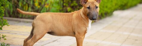Mini- und Standard-Bullterrier: Abgrenzung nicht nur nach Widerristhöhe