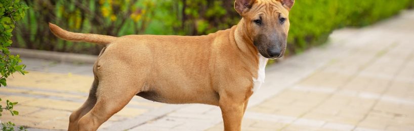 Mini- und Standard-Bullterrier: Abgrenzung nicht nur nach Widerristhöhe Mini-Bullterrier Standard-Bullterrier