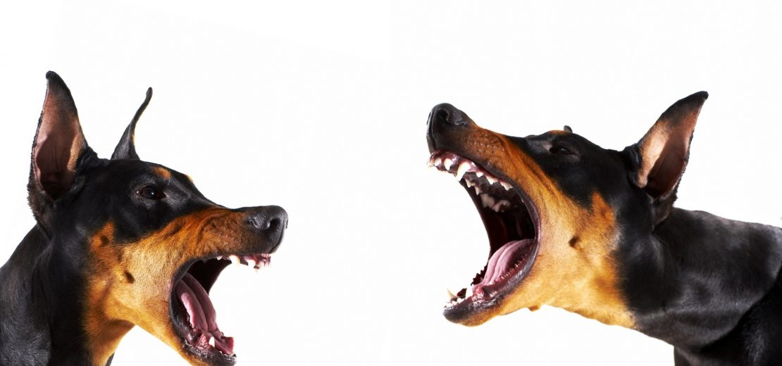 gesundheitsschädliches Hundegebell
