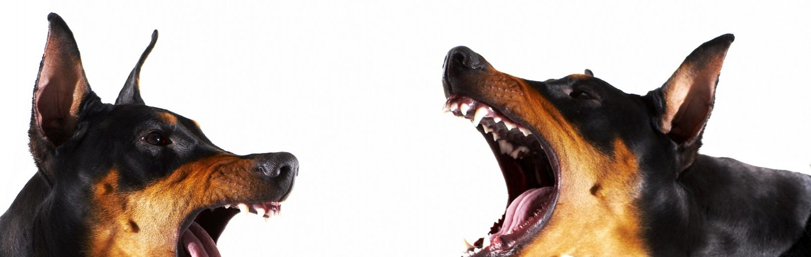 Gesundheitsschädliches Hundegebell ist zu unterbinden gesundheitsschädliches Hundegebell
