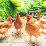 Hühnerhaltung ländlich geprägtes Gebiet