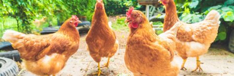 Hühnerhaltung in ländlich geprägten Gebieten: Ortsübliche Nutzung?
