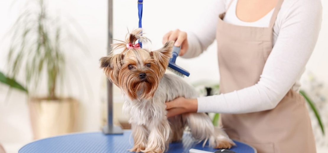 Hundesalon Corona-Pandemie