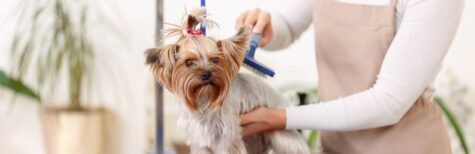 Hundesalon darf trotz Corona-Pandemie öffnen