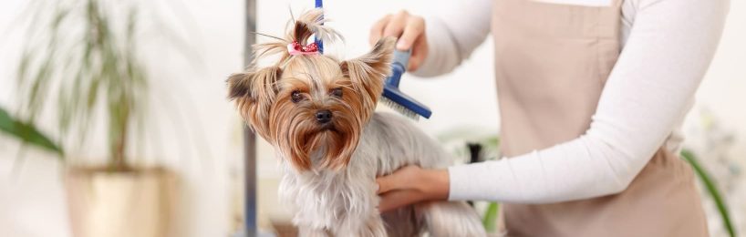 Hundesalon darf trotz Corona-Pandemie öffnen Hundesalon Corona-Pandemie