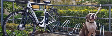 Hund Fahrrad