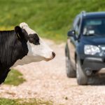 Kuh Schaden Fahrzeug