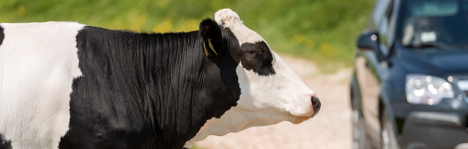 Kuh verursacht Schaden an geparktem Fahrzeug – Landwirt haftet Kuh Schaden Fahrzeug