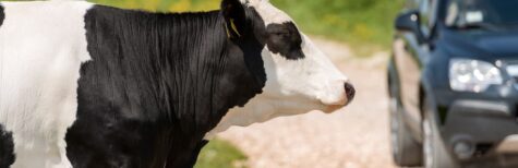 Kuh verursacht Schaden an geparktem Fahrzeug – Landwirt haftet