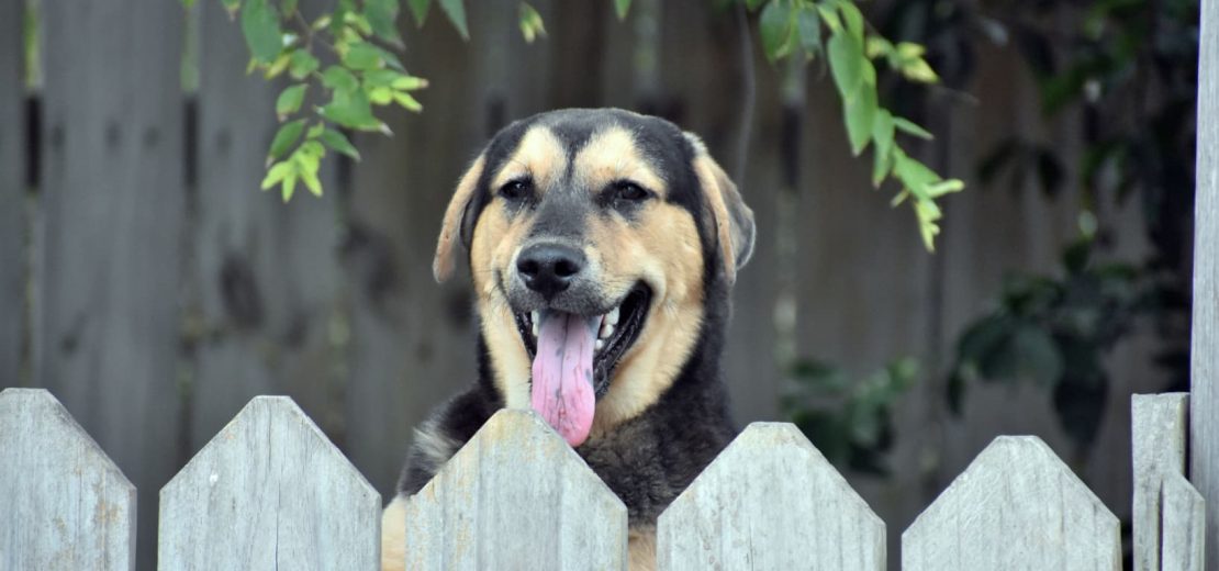 Hund beißt anderen Hund