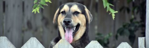 Hund beißt sich im Hals eines anderen Hundes fest