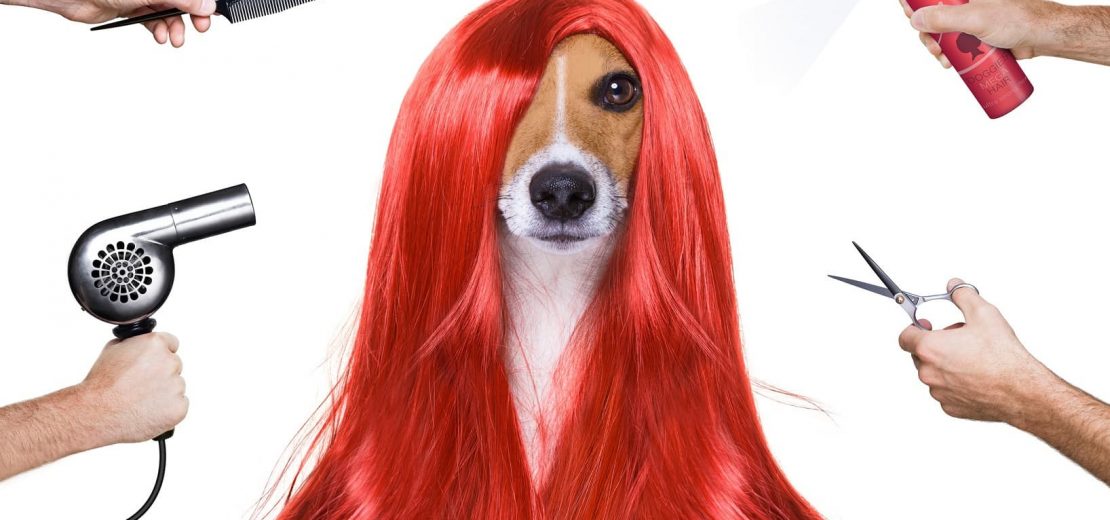 Hundefriseur Lockdown