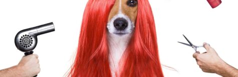 Hundefriseur Lockdown
