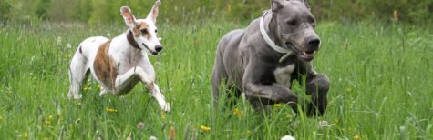 Tödlicher Beißvorfall: Artgerechte Verteidigung von Hunden?