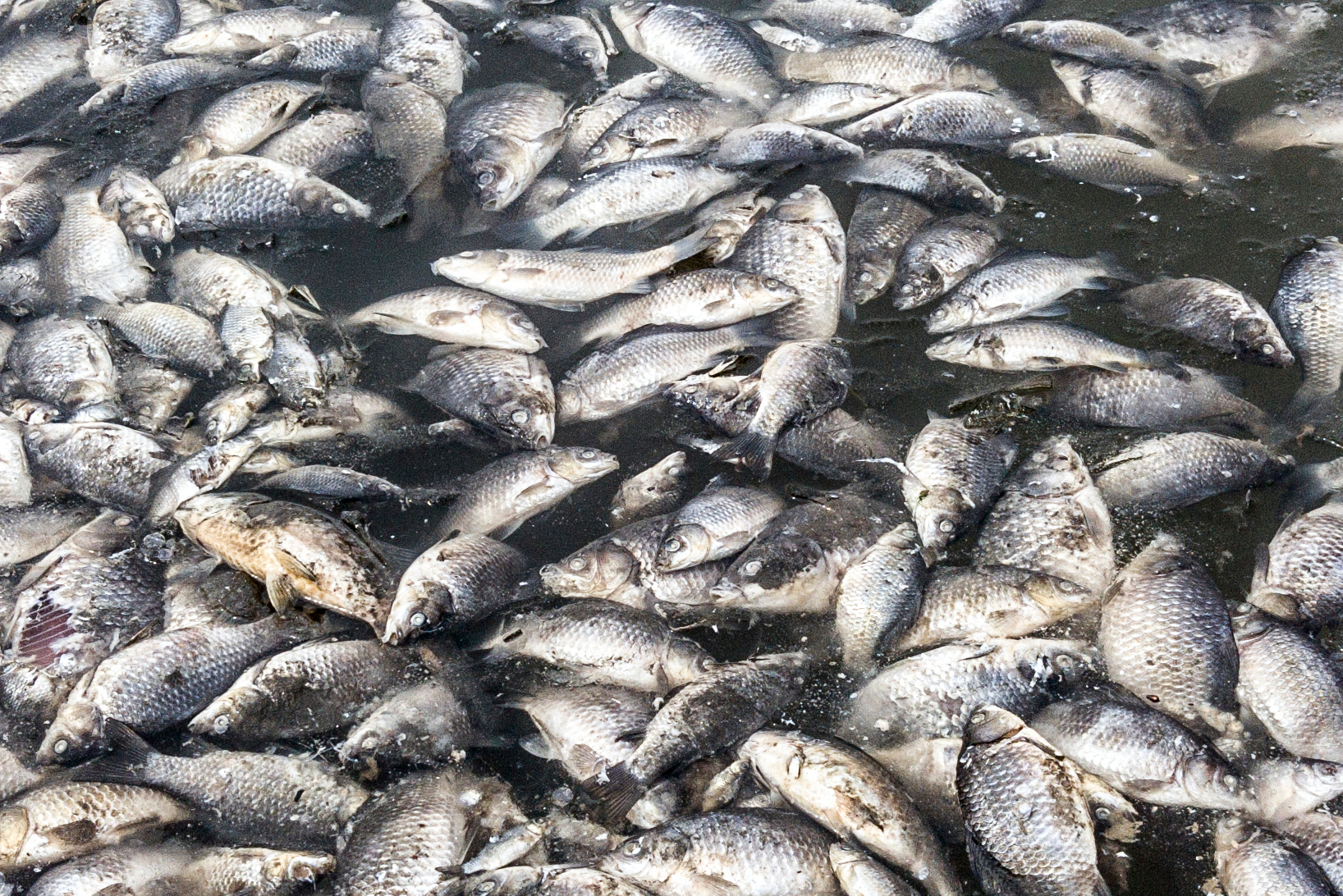 Tote Fische treiben am Ufer