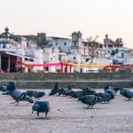 Tierliebe Ordnungsgeld Ordnungshaft