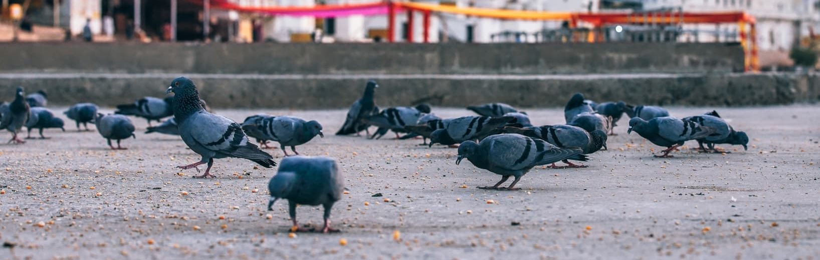 Tierliebe Ordnungsgeld Ordnungshaft