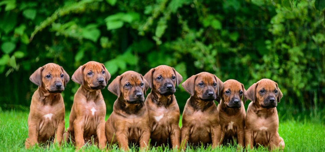 Hundezüchterin gewerblich tätig