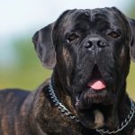 Gefährliche Hunde: Muss der Hinweisgeber genannt werden? Verstoß gegen das Gesetz über gefährliche Hunde