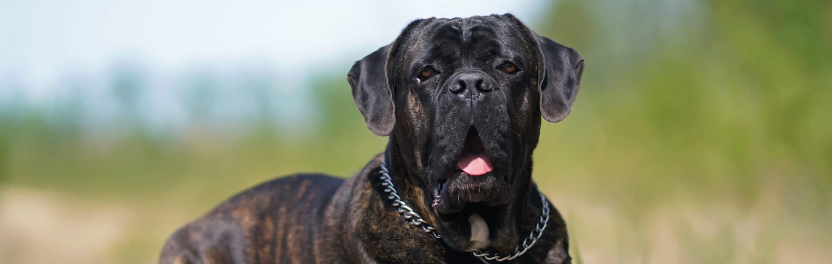 Gefährliche Hunde: Muss der Hinweisgeber genannt werden? Verstoß gegen das Gesetz über gefährliche Hunde