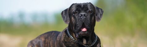 Verstoß gegen das Gesetz über gefährliche Hunde